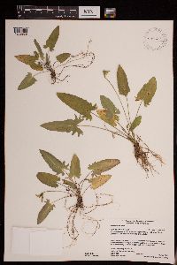 Viola sagittata image