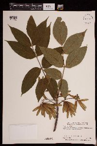 Fraxinus nigra image