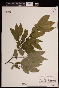 Ilex verticillata image