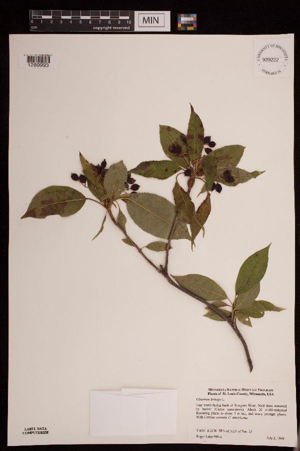 Viburnum lentago image