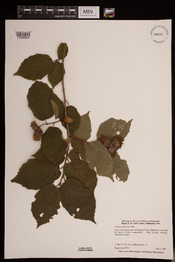 Corylus americana image