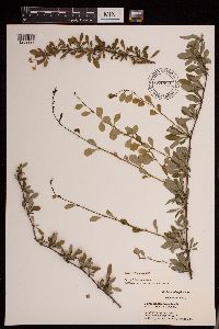 Berberis thunbergii image