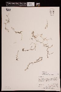 Utricularia minor image