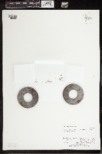 Lemna turionifera image