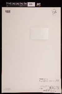 Wolffia columbiana image