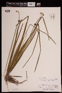 Sagittaria cristata image