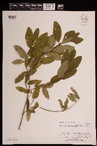 Symphoricarpos occidentalis image