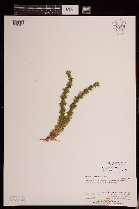 thumbnail image of current specimen