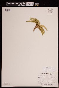 Image of Huperzia appressa
