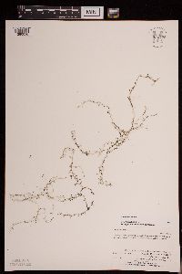 Utricularia minor image