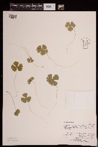 Image of Ranunculus lapponicus
