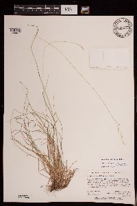 Poa saltuensis subsp. saltuensis image