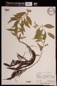 Penthorum sedoides image