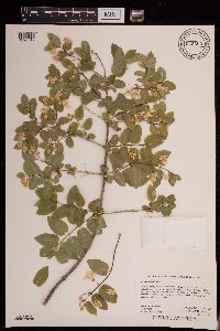 Lonicera x bella image