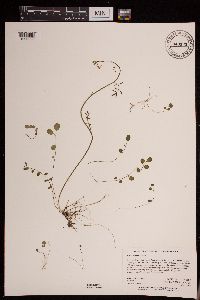Image of Cardamine pratensis