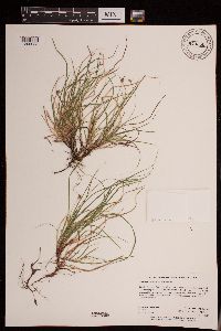 Carex deflexa var. deflexa image