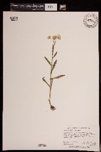 Tephroseris palustris image