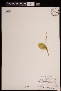 Image of Malaxis monophyllos
