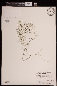 Potamogeton foliosus image