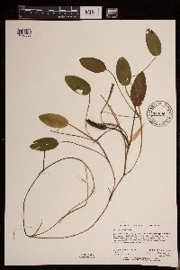 Potamogeton natans image