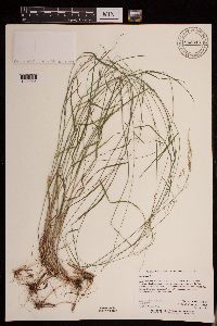 Poa nemoralis image