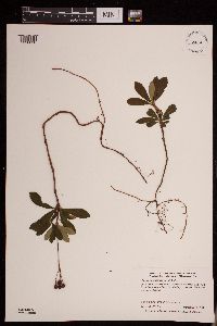 Chimaphila umbellata image