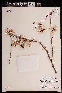 Salix serissima image