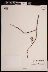 Salix serissima image