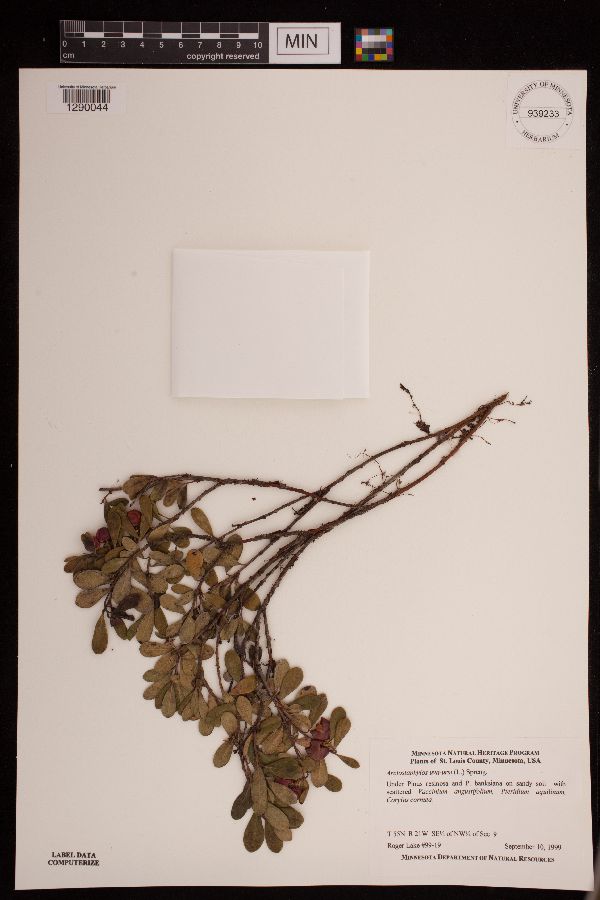 Arctostaphylos uva-ursi image