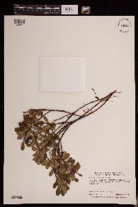 Image of Arctostaphylos uva-ursi