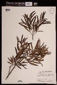 Comptonia peregrina image