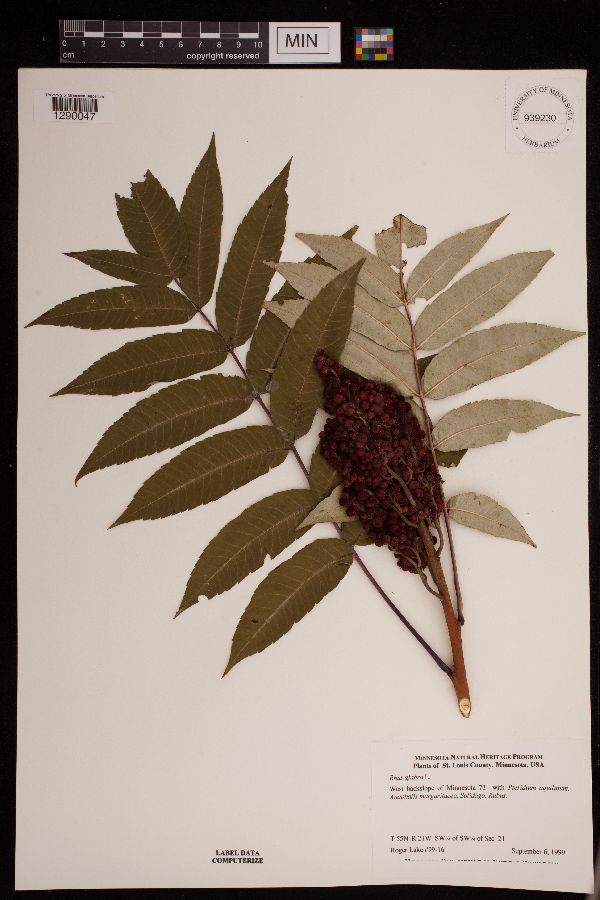 Rhus glabra image