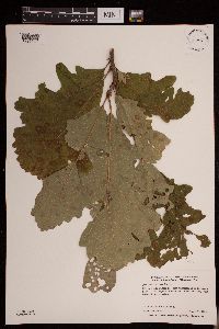 Quercus macrocarpa image