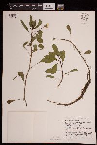 Media resource of Ludwigia peploides
