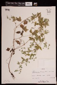 Image of Geranium sibiricum