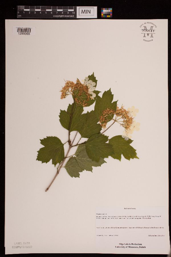 Viburnum opulus image
