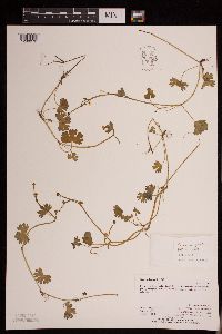 Ranunculus gmelinii image