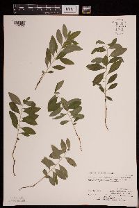 Geocaulon lividum image