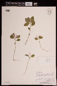 Polygaloides paucifolia image