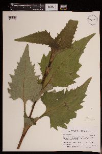 Silphium perfoliatum image