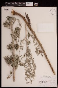 Artemisia absinthium image