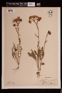 Senecio integerrimus image