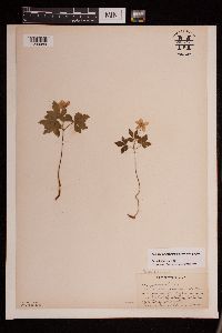 Anemone quinquefolia var. quinquefolia image