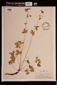 Aquilegia canadensis image