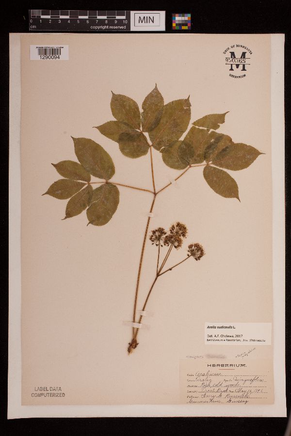 Aralia nudicaulis image