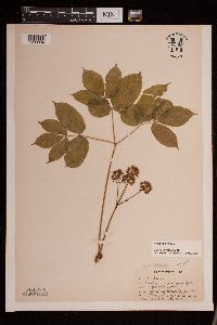 Media resource of Aralia nudicaulis