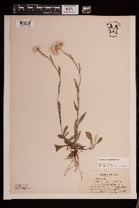 Antennaria parlinii subsp. fallax image