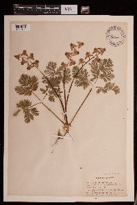 Dicentra cucullaria image