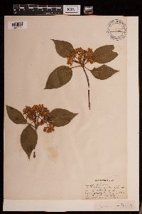 Viburnum lentago image