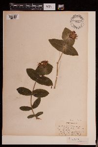 Lonicera dioica image